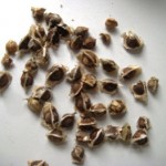 Maringa Seeds