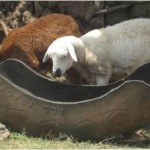 Photo of Old tyre as feeding trough