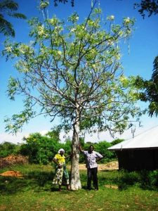 Photo of Moringa Tree