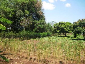 Trees of various kinds on a farm in western Kenya
