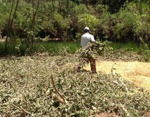 spreading fig branches for mulch