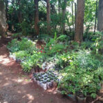 Tree seedlings at Kisumu