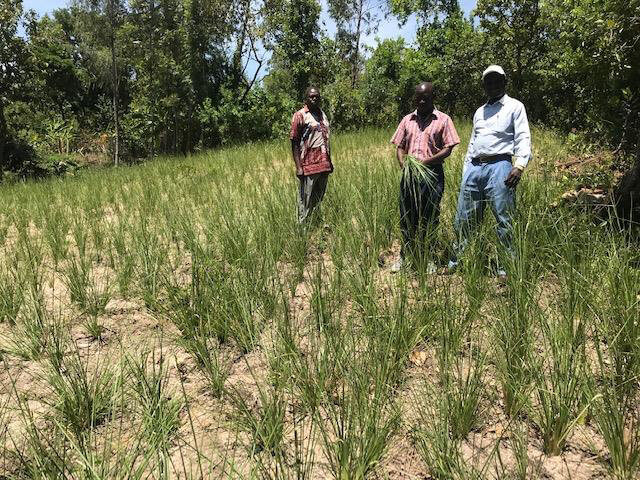 Vetiver nursery at Nyamarimba