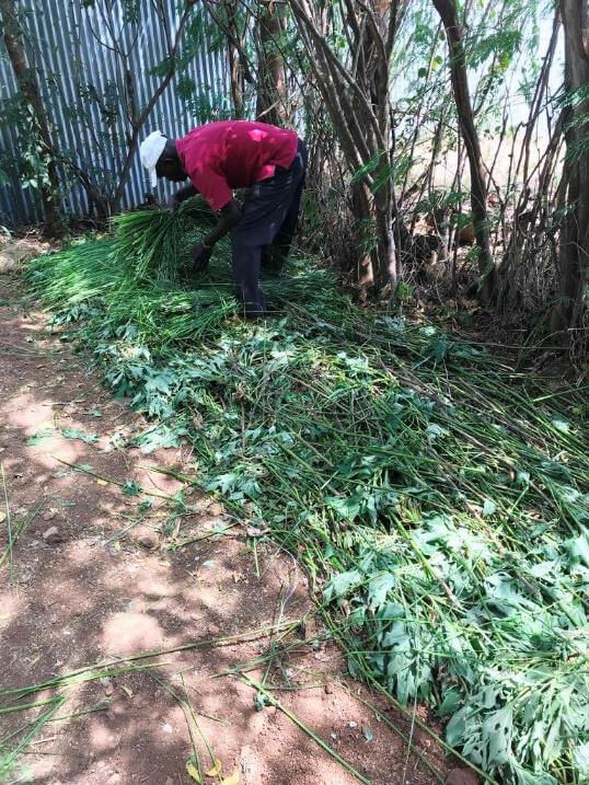 demonstrating the use of vetiver mulch