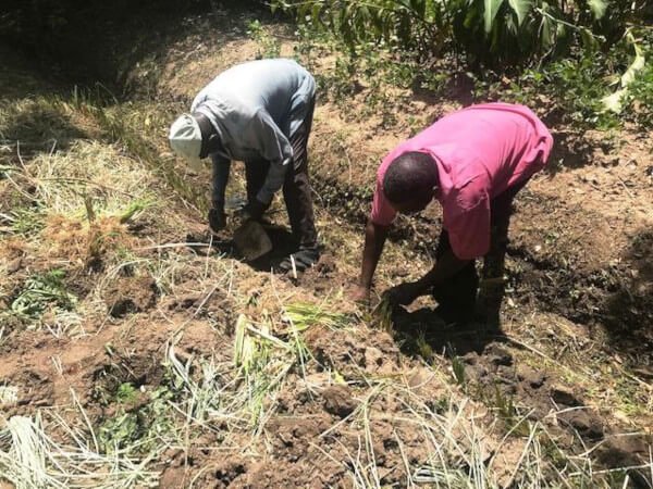 Planting a new vetiver hedge on Kajulu farm